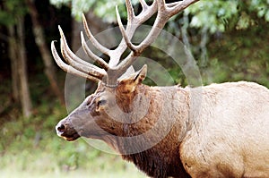 Close-up of a large bull elk.