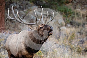 Close up large bull elk bugling and standing on a hillside in tall grass