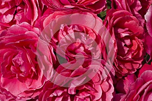 A close up of a large bunch of Red Camellias