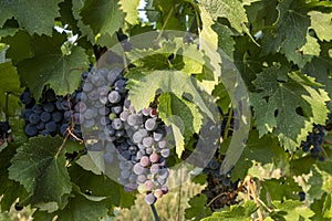 Close up of large bunch of red wine grapes hanging in the sunlight