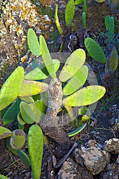 Close-up of a large cactus