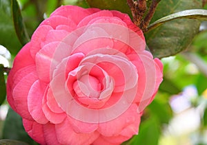 Close up of Large Camellia Japonica - Pink Wood Rose Flower with Green Leaves in Background