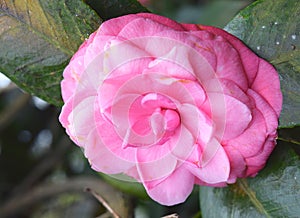 Close up of Large Camellia Japonica - Pink Wood Rose Flower with Green Leaves in Background