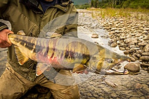Close up of a large, Chum Salmon with a big kype in the jaw and stripes