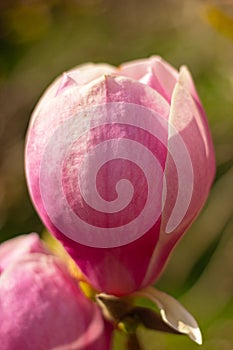 close-up large closed bud of pink flower magnolia tree