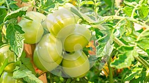 Close up of a large cluster bunch of unripe green tomatoes hanging on a vine, in a home vegetable garden, depicting farming,