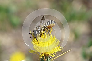 Close up of a large colorful female white sectioned leafcutter bee, Megachile albisecta on a yellow Centaurea