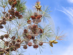 Close-up large cones on the branches of a low-growing pine tree with long needles in the mountainous region of Cyprus