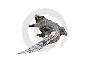 Close-up Large Crocodile image solated on white background