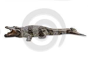 Close-up Large Crocodile image solated on white background