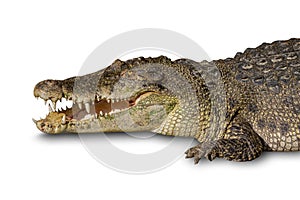 Close-up Large Crocodile open mouth isolated on white background. Clipping path