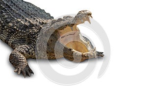 Close-up Large Crocodile open mouth isolated on white background. Clipping path