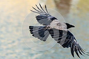 Close up of a large crow flying in sunshine with wings spread wi