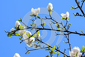 Close up of large delicate white magnolia flowers blossoms on tree branches towards clear blue sky in a garden in a sunny spring d