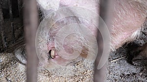 Close-up of a large dirty pig eating food in its cage.