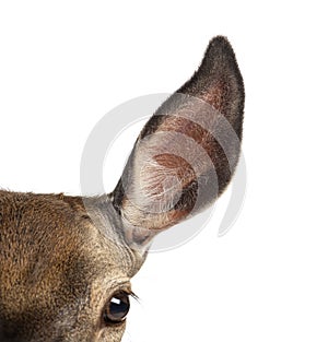 Close up on a large doe ear on the lookout, Female red deer
