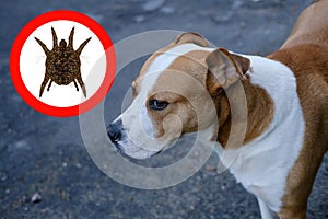 Close-up of a large dog, near a round tick hazard symbol, the concept of infestation of pets with parasites, pet care