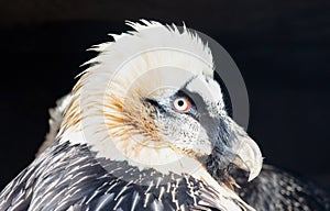 Close-up of a large eagle