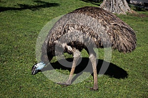 Pale blue face of large emu