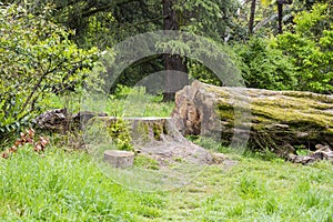 Close up of a large fallen tree cut down.