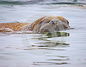 Close up of large female walrus in the waters off Norway