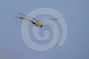 close up of a large flying dragonfly