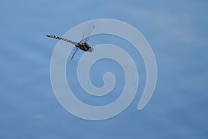 close up of a large flying dragonfly