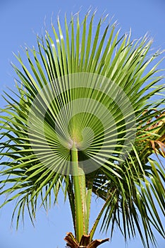 Close up of a large folded leaf of a palm tree with the sun shining through it against a blue sky