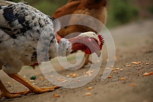 Close up of a large and free ranging white with black colored chicken eating mais photo