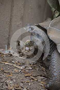 Close up of a Large Galapagos Tortoise