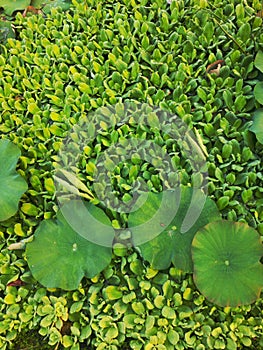 Close up of large glossy leaves of Water and floating water lettuce in a pond.