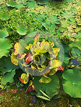 Close up of large glossy leaves of Water and floating water lettuce in a pond.