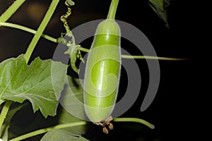 Close-up of Large green fresh healthy organic hybrid gourd fruit hanging from the gourd vegetable vine