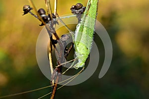 Close-up of a large green grasshopper.