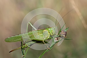 Close-up of a large green grasshopper perched on a stem of a plant