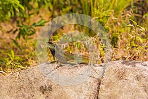 Close up of a large green iguana on the rock