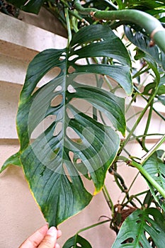 Close up of a green leaf of Monstera Esqueleto, a climbing tropical plant photo