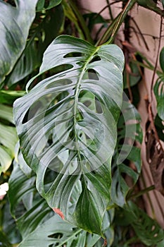 Close up of a large green leaf of Monstera Esqueleto photo