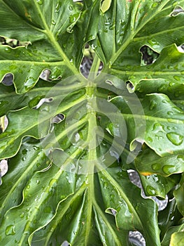 A close up of a large green leaf, Philodendron bipinnatifidum
