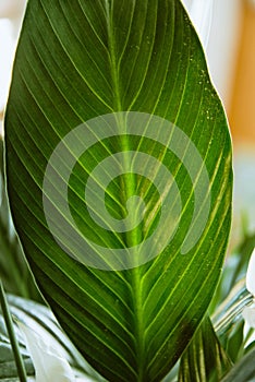 Close up of large green leaf of spathiphyllum, spath or peace lily