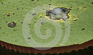 Close-up large green leaves of Victoria waterlily Victoria Regia, Victoria amazonica on the water`s surface in the garden