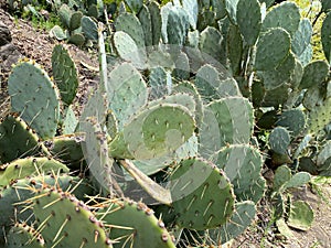 Close-up of large green spiky cactus leaves