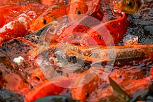 Close-up of a large group of koi vying for food in the pond photo