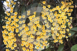 Large group yellow orchid flowers or dendrobium lindleyi steud blooming in garden
