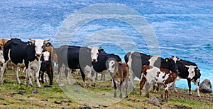 CLOSE UP: A large herd of wild cattle pasturing on the rugged grassy coast.