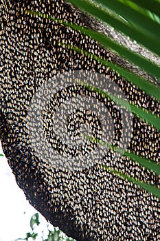 Close-up of a large hive of Asian honeybees on the branch