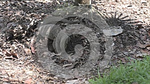 Close up of large lizard from front eating something from the dirt