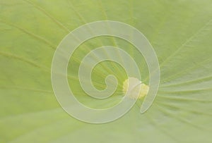 Close-up of large lotus leaf for texture and backdrop.  Natural background of oriental exotic soft green backgrounds