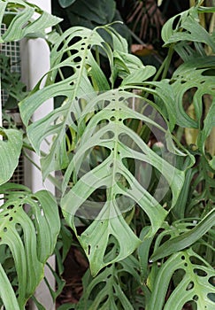 Close up of a large and mature green leaf of Monstera Esqueleto, a climbing tropical plant photo
