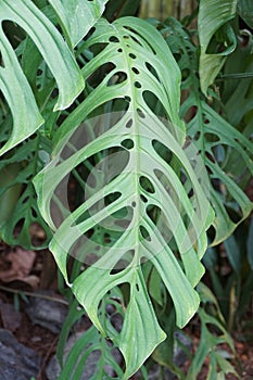 Close up of a large and mature green leaf of Monstera Esqueleto photo